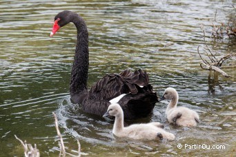 Black Swan - New Zealand