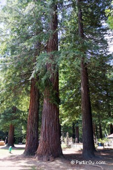 The Redwoods - Whakarewarewa Forest - New Zealand
